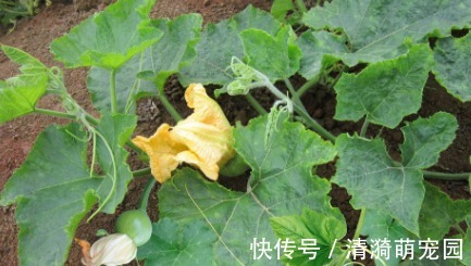 人的一生|南瓜藤常被人们扔掉,其实是个宝,可以治疗高血压,老人多吃有益