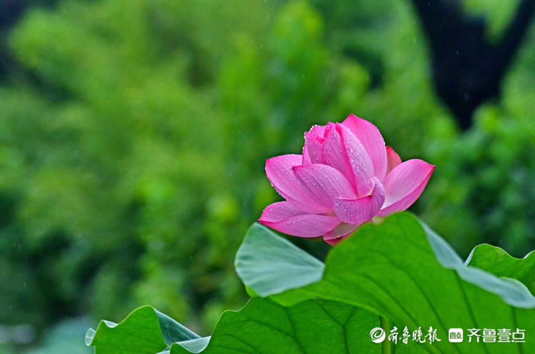 雨中来赏花！济南泉城公园荷花带雨，娇艳欲滴别样美|情报站| 齐鲁壹点