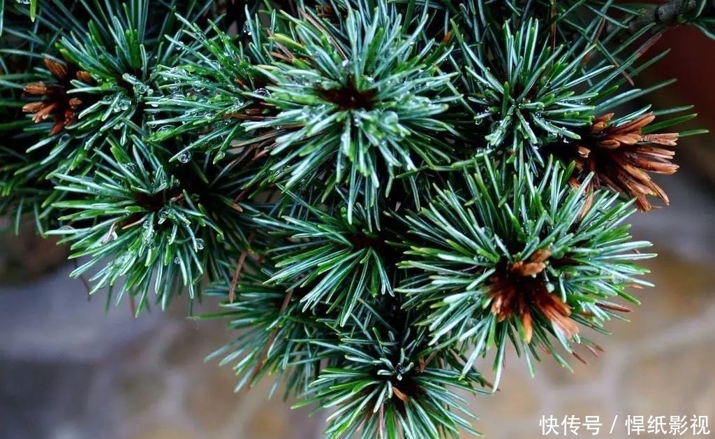 清朝|五针松以“五叶丛生”得名,早在清朝光绪年就在三十六湾村走红!