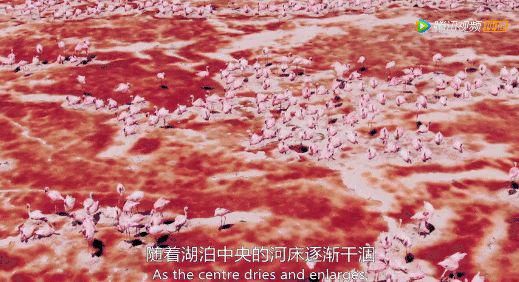 9.8分超惊艳，这神作终于不用找资源，我一口气看完5集