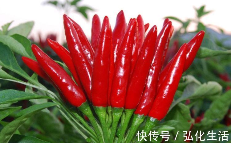 抵抗力|人到中年想长寿，不妨坚持吃4种食物，增强抵抗力，身体更健康