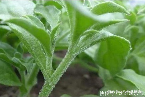保健|一种从非洲引进的野菜,“三高”患者保健菜,清热降火,还抗衰老