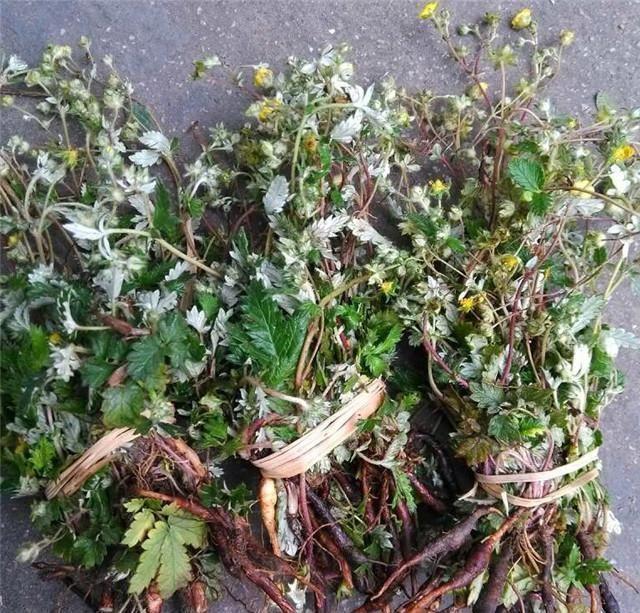 鸡蛋草|“鸡蛋草”发现这种草的话不要扔了, 药用价值很高