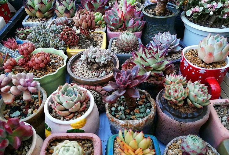 多肉|养多肉的最好境界，不是用价格衡量好坏，它解你寂寞，你陪它变美