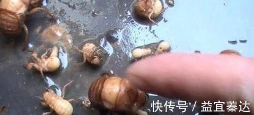 极品|农村娃拿它当“唐僧肉”，墙缝里一抓一把，现在200一斤成极品