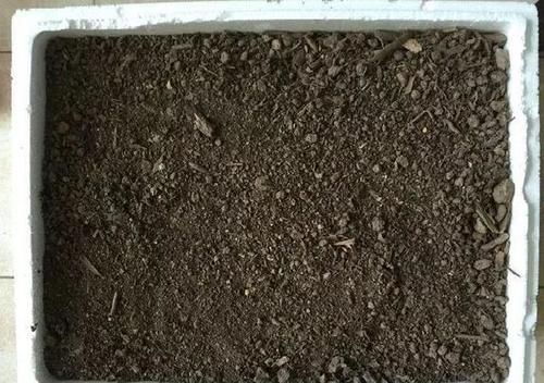 养花:因为土壤呈碱性而引发黄叶问题,就该用这几样“水”解决