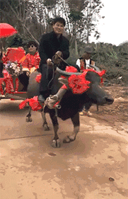 |搞笑GIF:这才是史上最牛婚车,没毛病