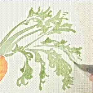 示范&用没骨技法画胡萝卜和鸢尾花,这样的示范案例领你入门