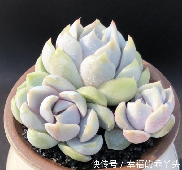 喜欢多肉推荐你养这4款,随便一养就出状态,颜值高真迷人