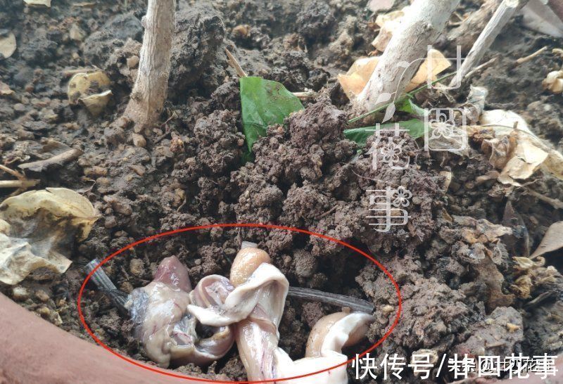 鱼肠|1种恶心的厨房废料,是月季的上好肥料,秋末埋一点,花朵大如拳