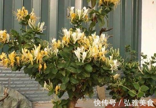 这“2种花”，哪怕再贵也要回家“养1盆”，不仅旺财运，还美丽！