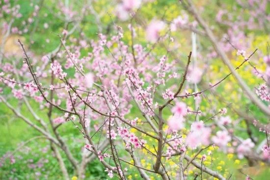 油菜花|康养微度假 龙岩赏花游园之旅走起