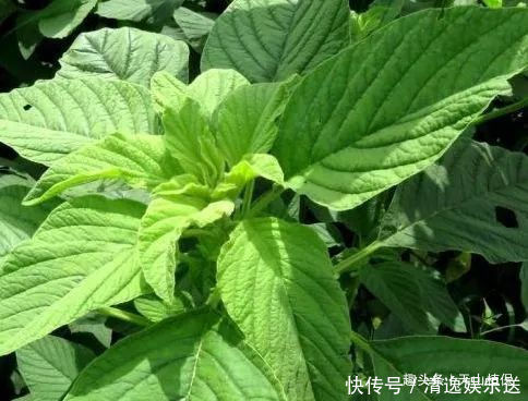 野生蔬菜|农村里的“长寿菜”，含钙量比普通蔬菜更高，以后遇到不要错过