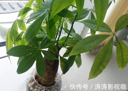 发财树|发财树黄叶萎蔫，做好这两步，不用一月就能缓过来！
