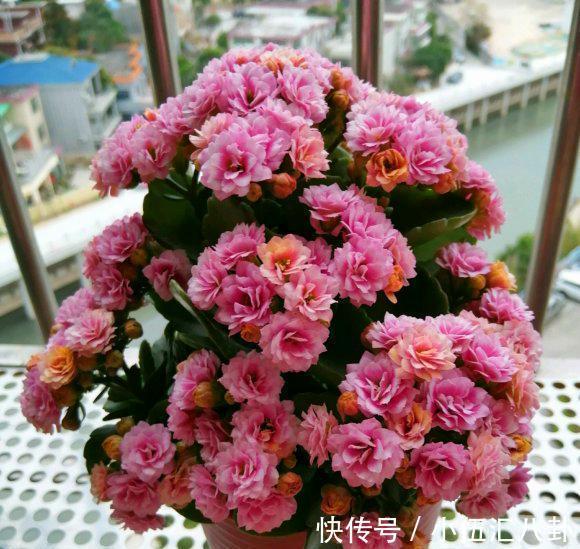 叶片|4种“四季花”,好养又漂亮,一年至少能开300天,值得拥有