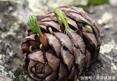 老王捡了几个松果,回家种花盆里,隔两天浇次水,一个月长成盆景