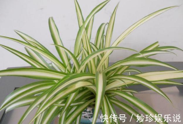 植物|修剪吊兰、发财树、长寿花，就参照割韭菜，半个月一茬刚好！