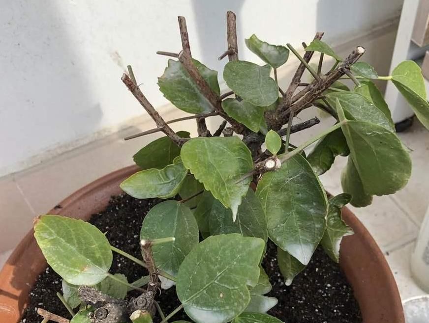 这种自制高氮肥，用好了，比淘米水、啤酒水效果好得多