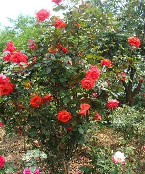 养花试试这几款，淡雅清新还可驱蚊提神