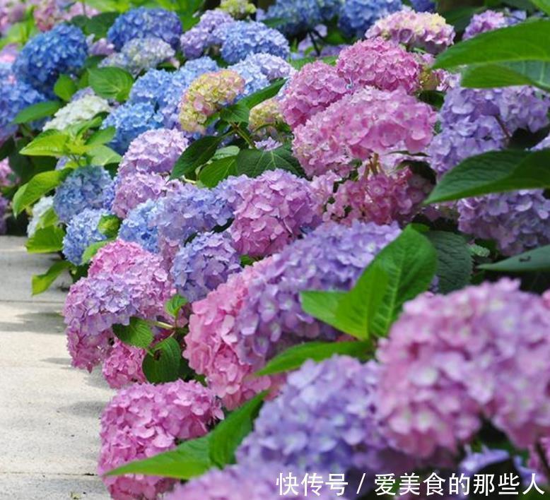 天竺葵|3种花爱开花,好养易打理,花色柔美,花朵烂漫迷人,美爆了