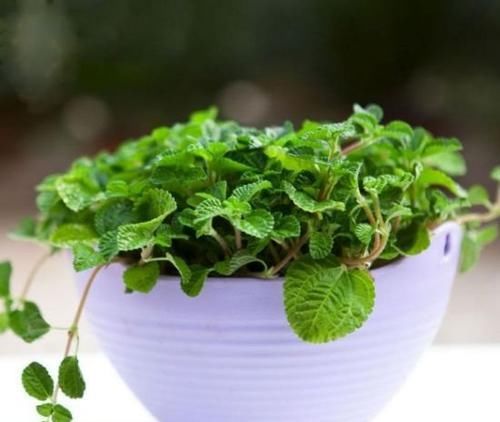  植物|在家养殖几种植物，再也不怕二手烟的侵扰！