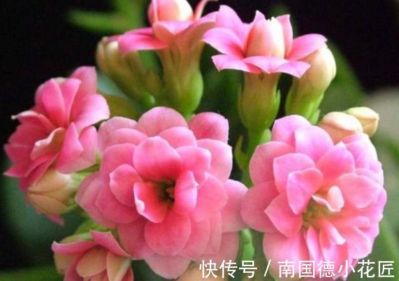 浇水|9月养长寿花，牢记4个要点，叶片肥厚花苞多，轻松开出小花球