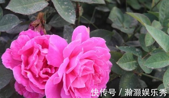 对于“药罐子”月季花家中一定要常备几种药!