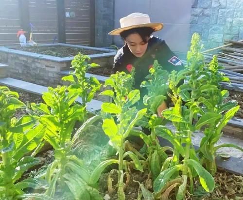 张馨予菜园子中莴笋收获，网友：没错了妥妥的“最美农场主”