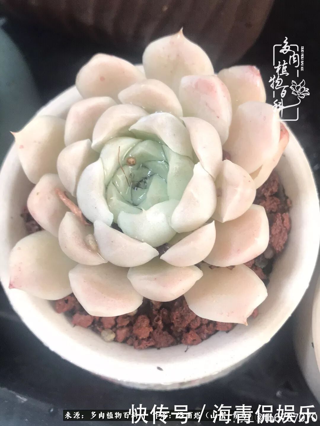 白月影|我和我的“多肉恋人”,怎么样有没有惊艳到你!