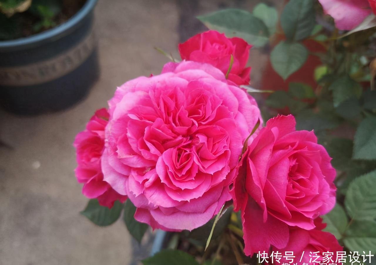 健壮|月季长得乱糟糟的,做好“三修剪”,笋芽更健壮,花量也更多