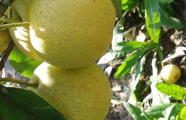 荷兰豆|女性养生常吃的食物，排毒清肠，延缓衰老，增强免疫力