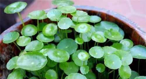 橘子皮|淘米水浇花,用不好的还会伤花,教你一招变成“神仙水”,养啥都旺