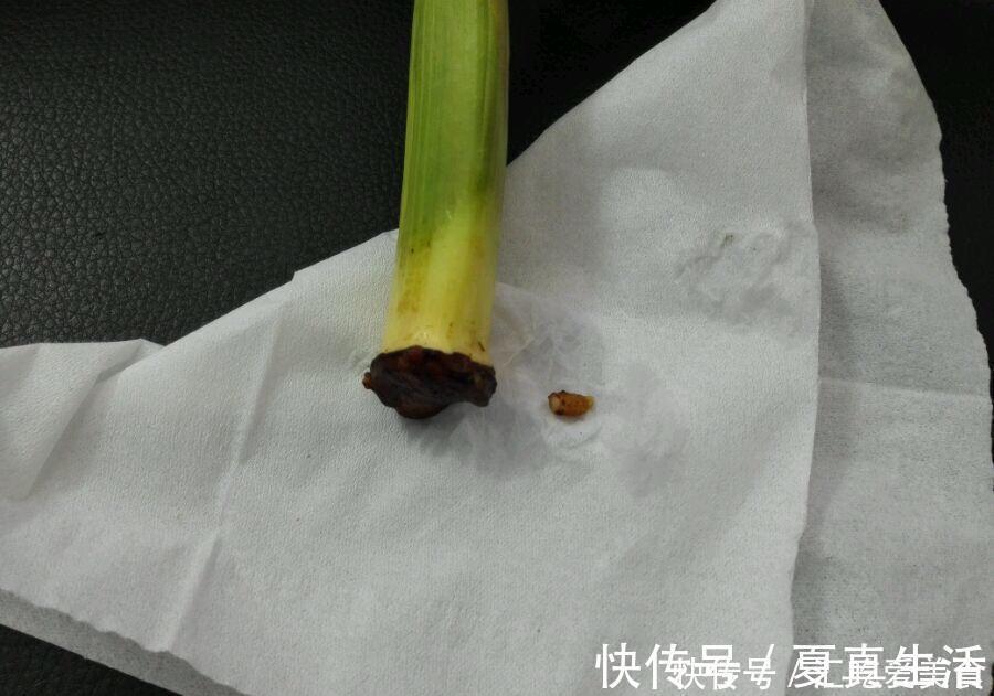 给裸根君子兰“催根”，教你3个方法，养40天冒出“大粗根”