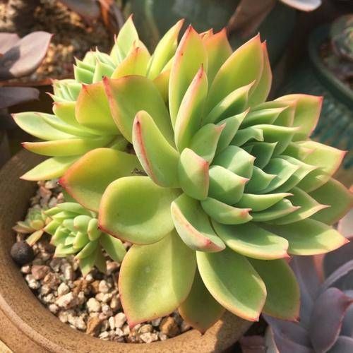 现在开始,养多肉植物给它浇一种水,一个月胖一圈