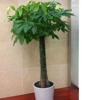 想要养好发财树,学会“浇水”小技巧,根不烂,叶不黄,整年油绿