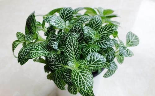 宝贝|这种小东西，可是养花宝贝，盆底垫一些，不黄叶，根壮开花多！