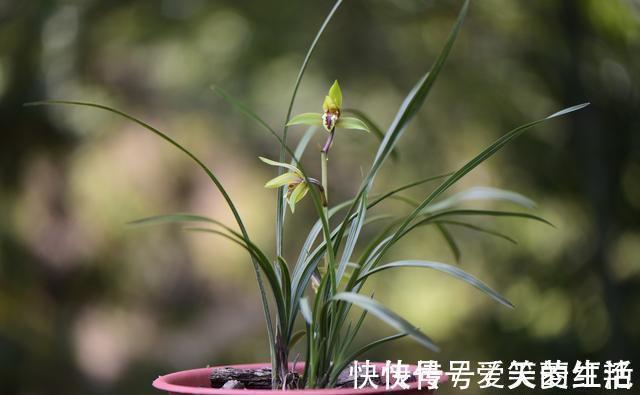 兰株|兰花弱苗复壮,仅仅是施肥吗?主要的技巧有这几点