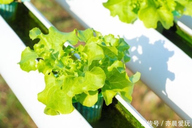 根部|水培养花真方便,缺营养滴营养液,平日只换水就行了,不信就试试