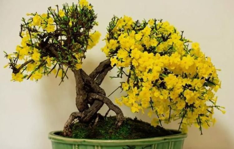 家养此款花卉，花大色艳胜玫瑰，花香四溢飘满屋，美爆了