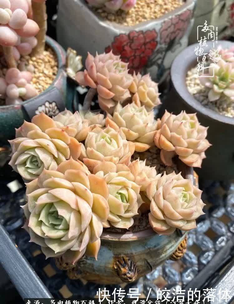 阳光露台多肉,天时地利人和!美肉知时节,当春乃发生!