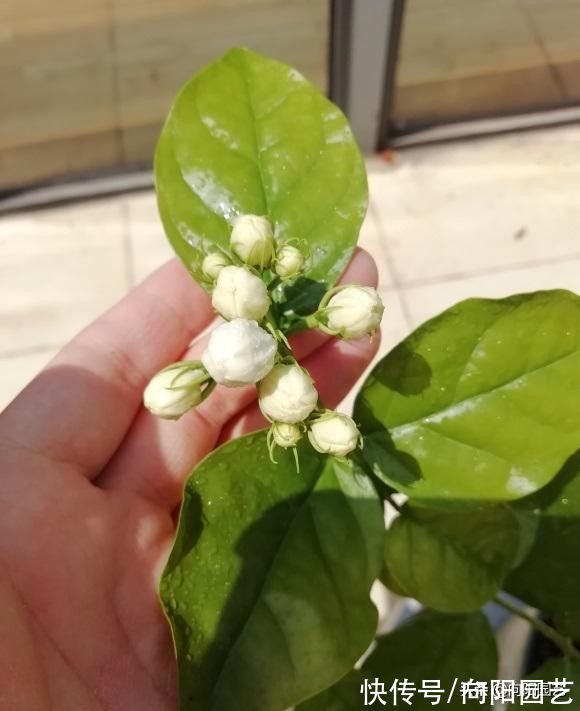 茉莉|茉莉花怎么修剪？茉莉开完花，剪剪枝条，保留养分好过冬