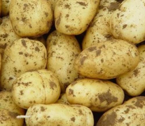 食物|女性养生滋补，三种食物别放过，补血养血、早吃早好