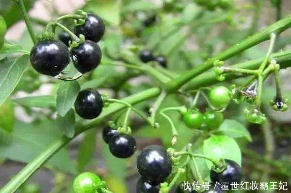 苦葵|本草綱目 農民把它當成草，殊不知“龍葵”的藥用價值非常高