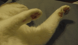 |搞笑动图:猫爪乱舞,别以为我好欺负!