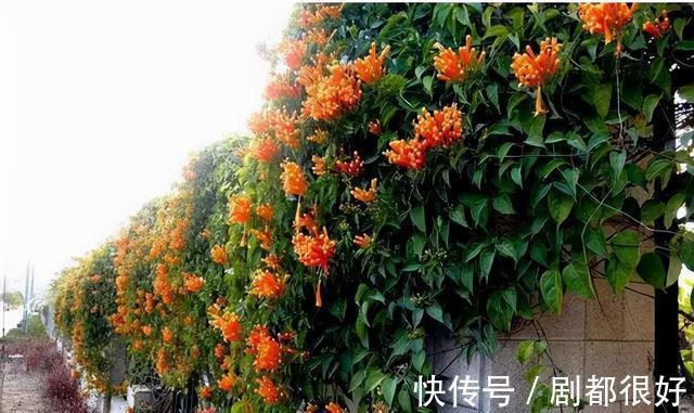 爬藤植物|花开一面墙，花落一路香，一棵爬藤植物的花海