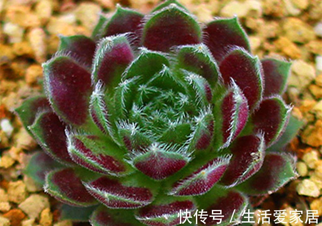 花中王|牡丹本是花中王,可这些多肉牡丹难以称王,因为虽然很美却很难养