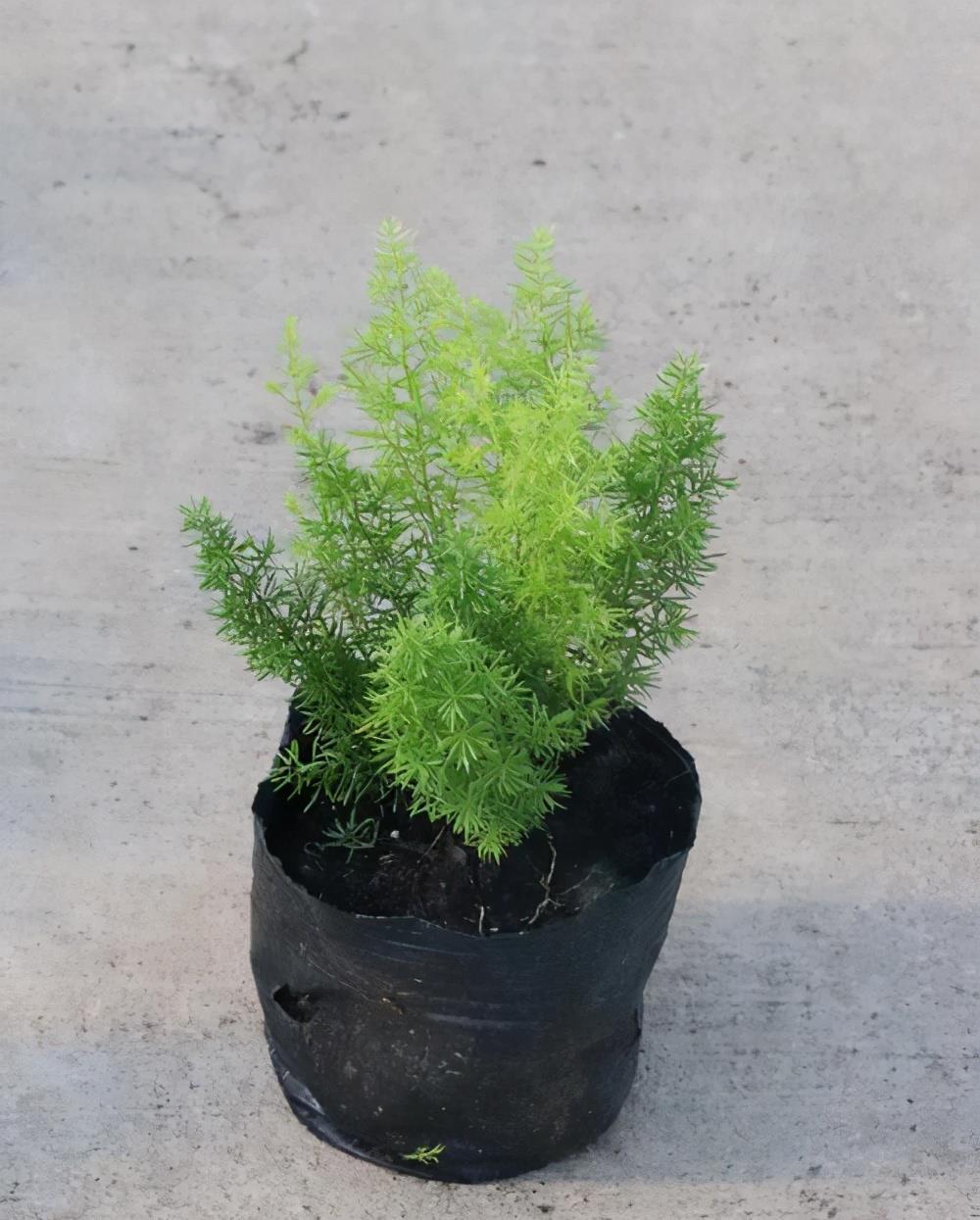 百闻不如一见,这5种植物很特别,一起欣赏吧