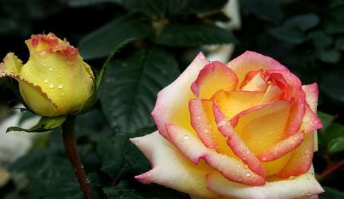 花期|3种花最受欢迎,花期超半年,花量丰富,给你一片花海