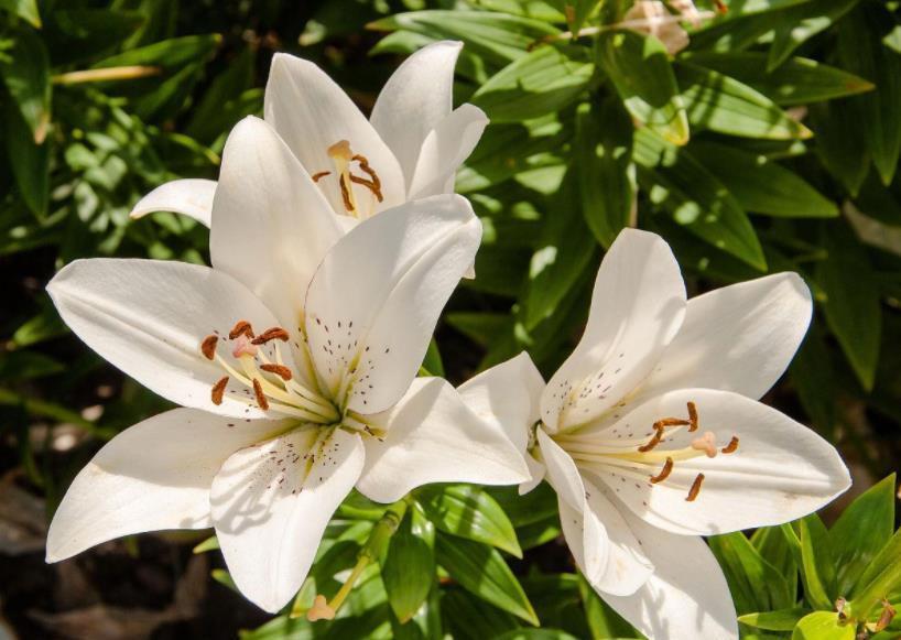这3种花，不要修剪，否则不开花