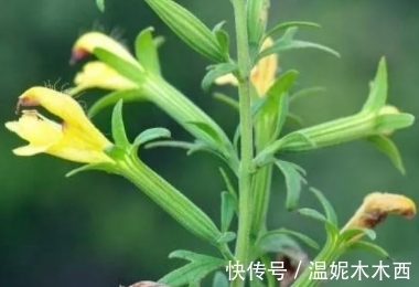 遇见|它的花似芝麻花，曾用皇帝的名字命名，遇见是福气